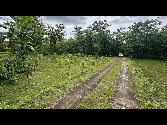 Tanah kebun buah kakao status pekarangan tinggal balik nama