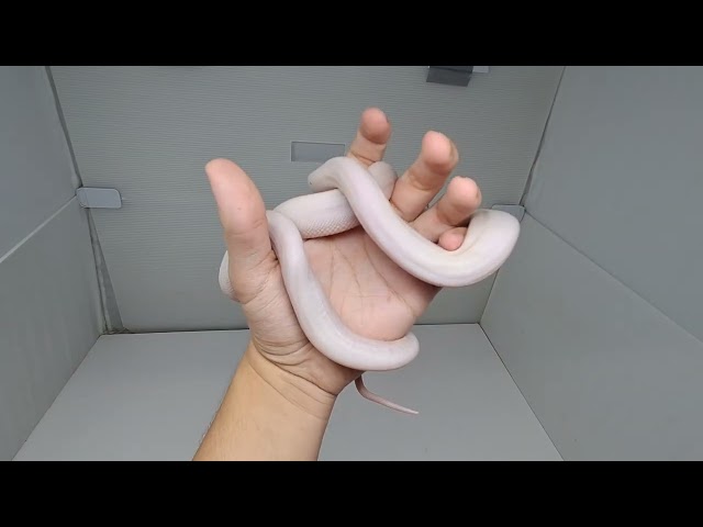 Golden Child Cow Reticulated Python Male 2 (05/11/26)
