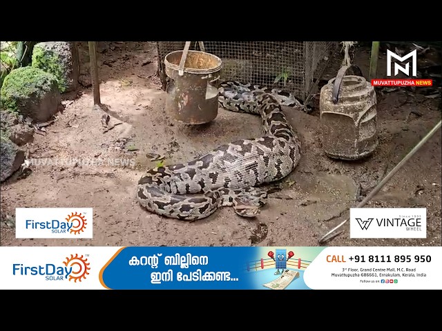 വടക്കന്‍ പാലക്കുഴയില്‍ കോഴിക്കൂട്ടില്‍ നിന്ന് പെരുമ്പാമ്പിനെ പിടികൂടി