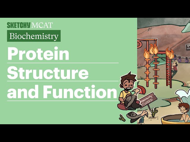 Protein Structure and Function (Biochemistry)