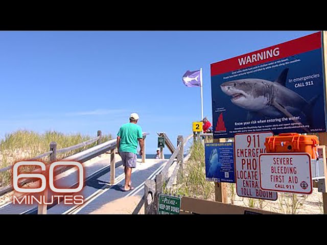 How to be shark smart at Cape Cod