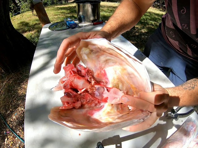 How to remove the jewels from Jewfish | Mulloway | Kob | #howto #fishing #mulloway