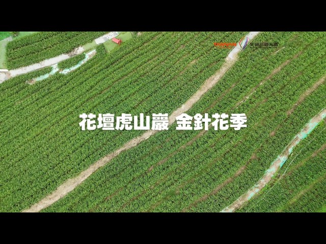 【 彰化虎山巖金針花季 】