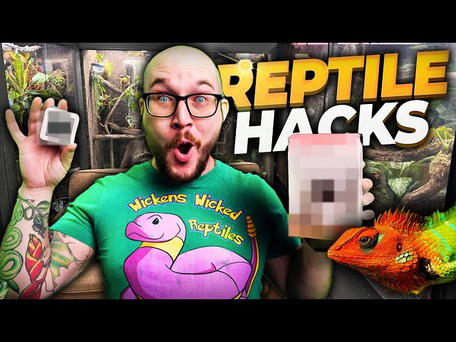 10 Reptile Room Hacks to Save You Time and Money