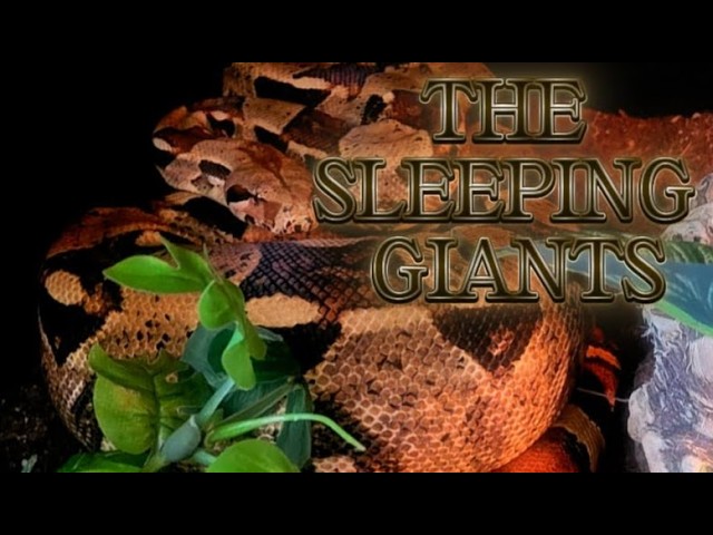Why Big Snakes Are Always Sleeping