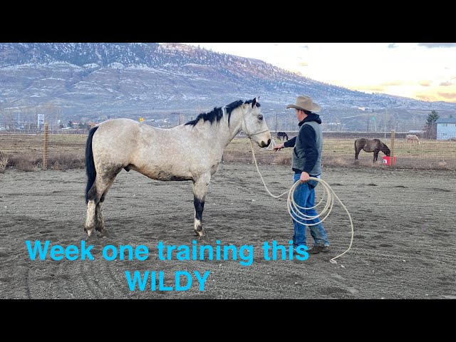 Young wildie in for training with Jordan week 1  