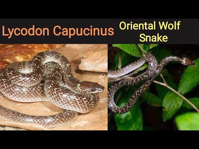Night Herping | Found a Lycodon Capucinus | Oriental Wolf Snake | Reptiles of Wild
