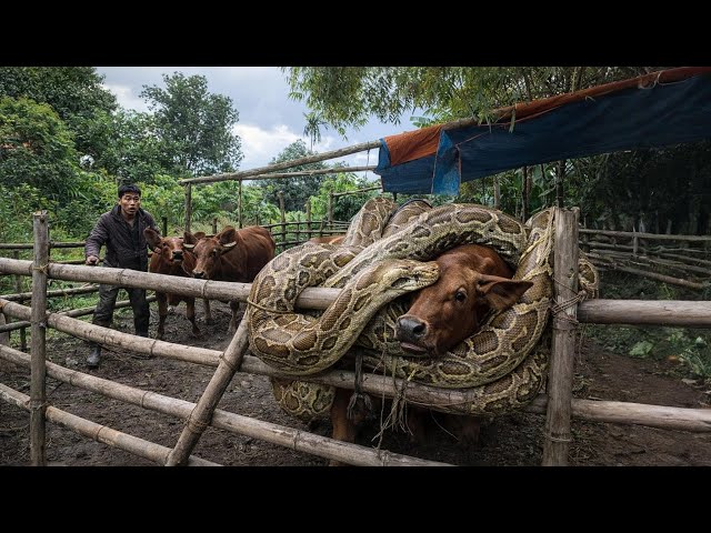 5 Brave Hunters Track Down Giant Python in Cow Shed | Wild TV