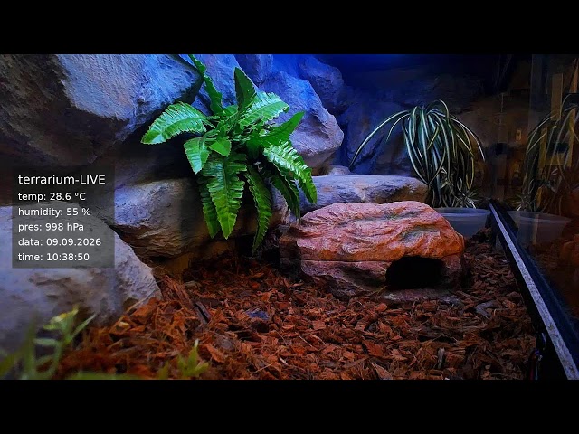 terrarium-LIVE 🔴 06/09/2026 🐍 Ball Python Regius Snake