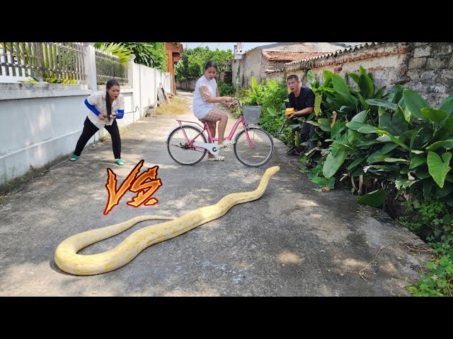 The girl and the experts track down a giant python.