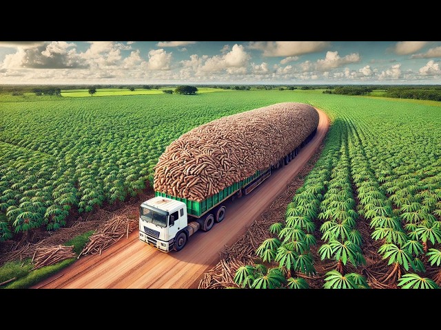 Cassava 🤯 The surprising technique for growing cassava that no one showed you