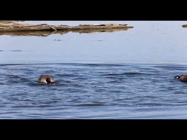 Goose tries to attack goslings 