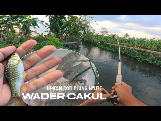 THIS SIMPLE BAIT‼️MAKES FISHING FOR WADER CAKUL AN AUTOMATIC HAUL