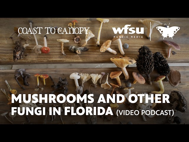 Mushrooms and other Fungi in Florida | Coast to Canopy VIDEO VERSION