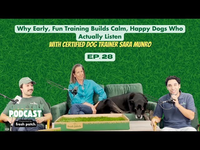 Why Early, Fun Training Builds Calm, Happy Dogs Who Actually Listen