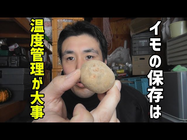 How to store potatoes [Temperature control]
