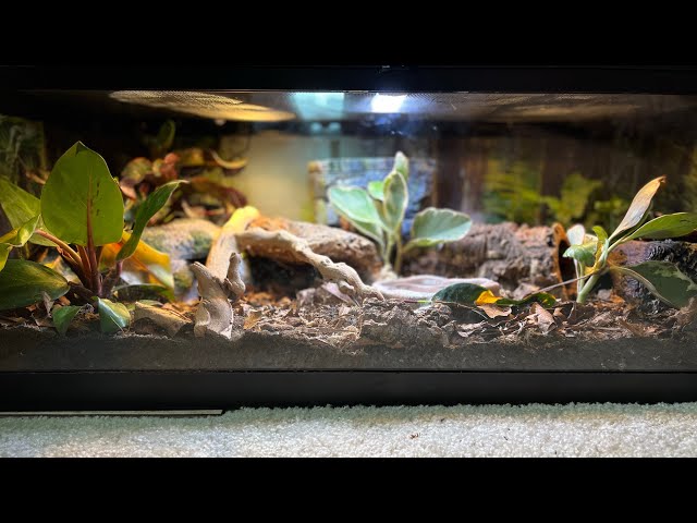 Bioactive Ball Python Enclosure