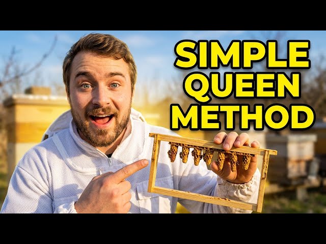 Make Strong Queen Bees This Season - Here's How