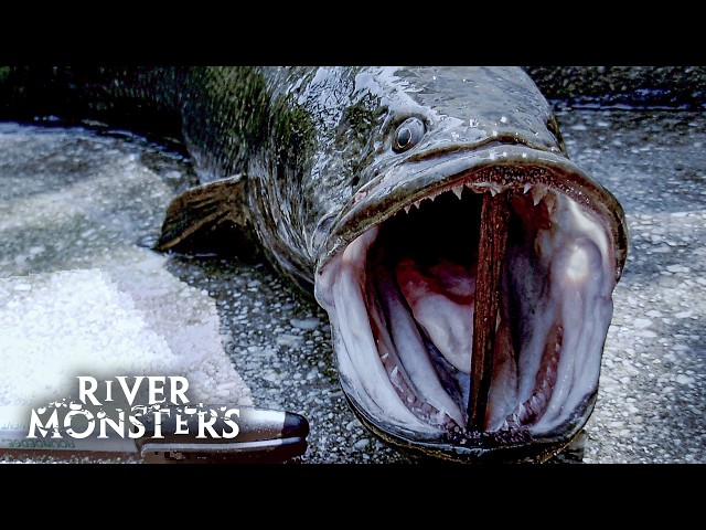 River Monsters Full Episode - Season 2, Episode 1 - Killer Snakehead