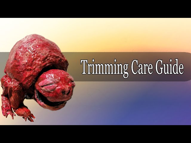 Vita Carnis - Guide to owning a pet Trimming