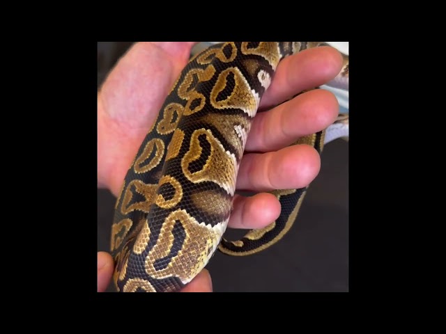 Morph Showcase Hurricane Het Pied Ball Python