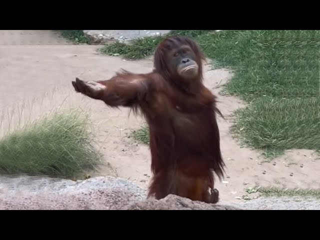 Laugh a Lot With The Funny Moments Of Monkeys 🐵  Funniest Animals Video