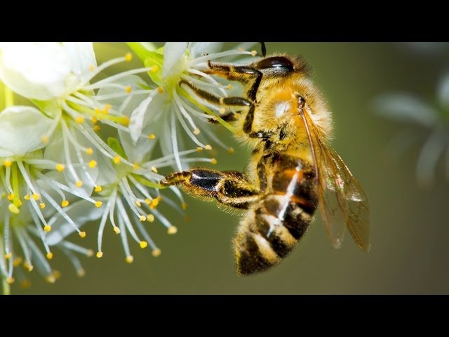 How to Treat an Insect Bite or Sting | First Aid Training