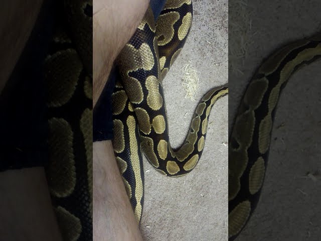Introducing our Vanilla Ball Python - BGE