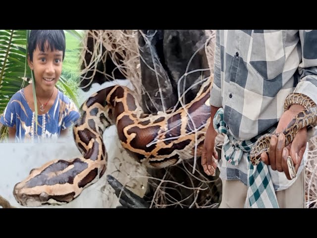 The python has been entangled in a net || Python Rescue in Net 