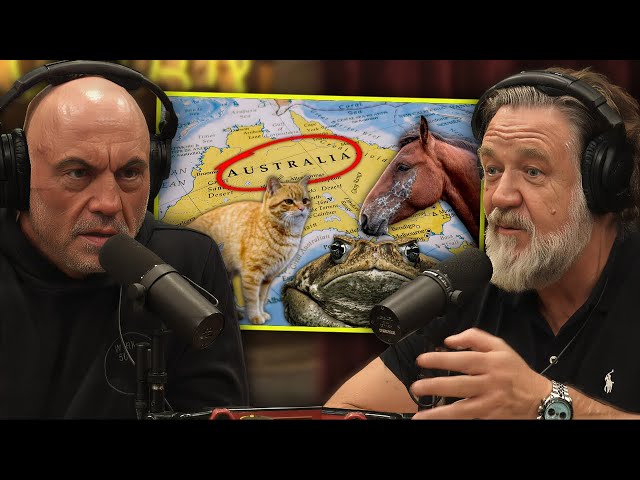 Australia Has A MASSIVE Feral Cat, Cane Toad And Wild Horse Problem... | Russell Crowe