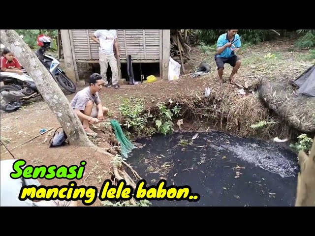 Fishing for catfish in bulk is the most fun and sensational of course.