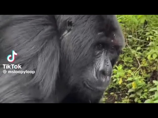 My Little Pony In Carnival Of The Endangered Animals - 11. Gorillas and Orangutans 