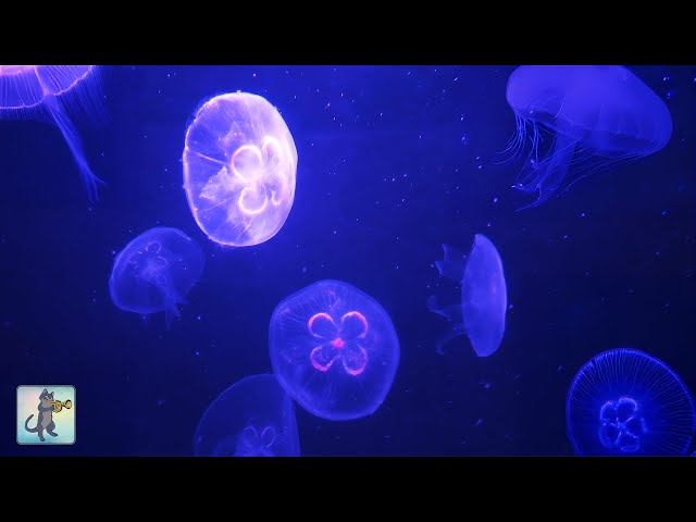 Peaceful Jellyfish Aquarium ~ Relaxing Music for Sleep, Meditation & Yoga • Screensaver • 3 HOURS