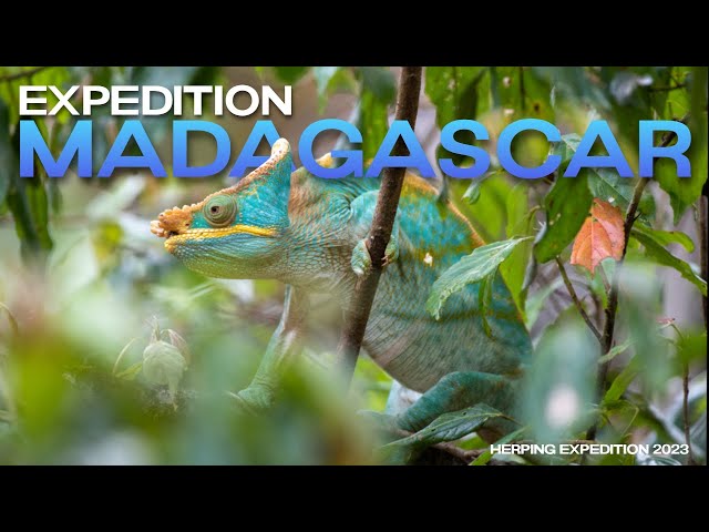Reptiles & Amphibians of MADAGASCAR (Herping Expedition 2022)