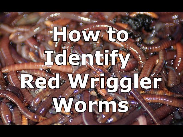 How to Identify Wild Red Wiggler Worms - Eisenia Fetida