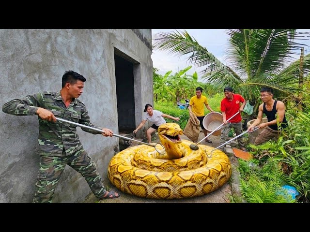 Brave Soldier Finds Giant White Python Nest in Abandoned House