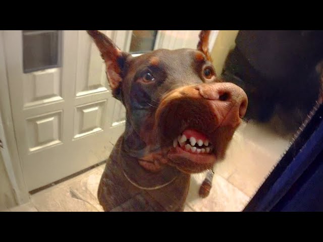 Silly Animals That Act Like Comedians 😂 NEW Funny ANIMALS Video 2025