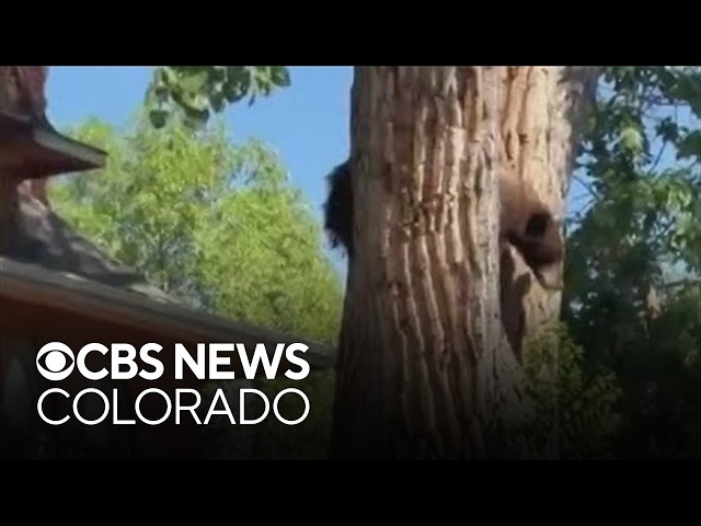 Wildlife agents remove bear from Denver neighborhood after it climbed a tree