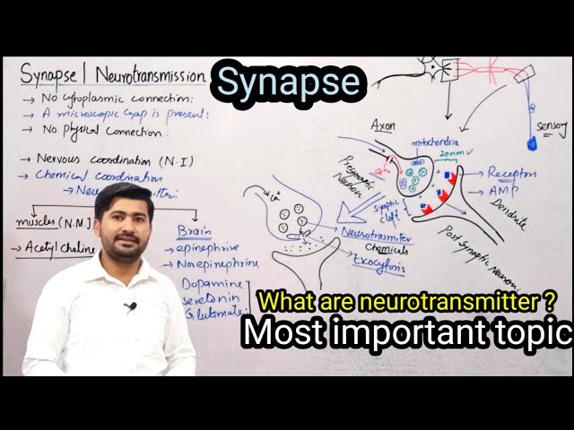 17.9 Synapse | Neurotransmission | Fsc 2nd year biology