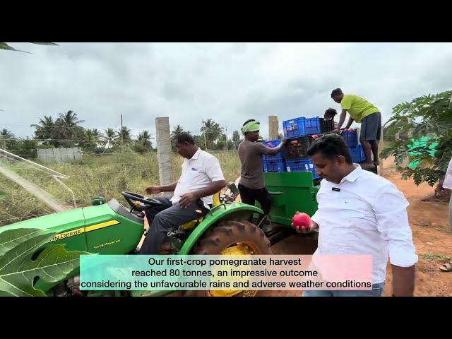 ಬಯೋಲಾಜಿಕಲ್ ಬಳಕೆ ಮೂಲಕ ದಾಳಿಂಬೆ ಬೆಳೆ ಯಶಸ್ಸಿನ ಸೂತ್ರ: ಪ್ರತಿಕೂಲ ಹವಾಮಾನದಲ್ಲೂ 80 ಟನ್ ಉತ್ಪಾದನೆ!