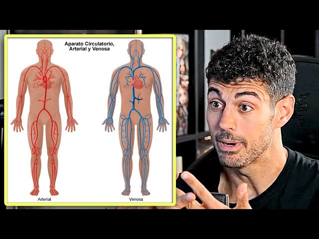 Cardiólogo explica la diferencia entre VENAS y ARTERIAS de forma sencilla
