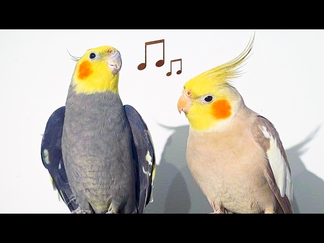 Cockatiel Sounds Your Bird Will React To 🐦 | 4 Hours of Happy Singing Cockatiels