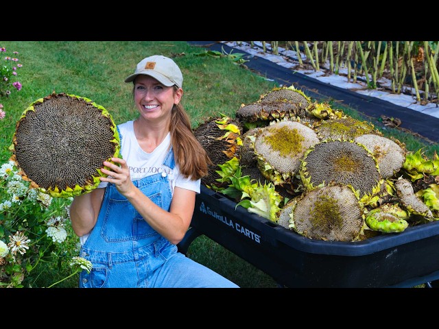 We Put This Harvest to the Test + What We Saw on Korean Farms Changed Our Next Move