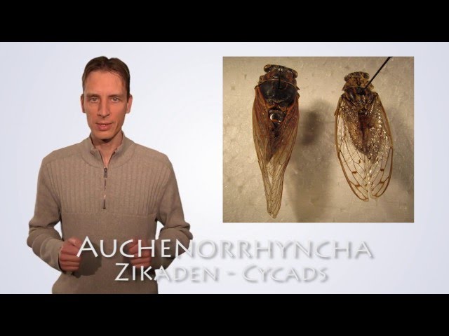 Auchenorrhyncha / Zikaden erkennen
