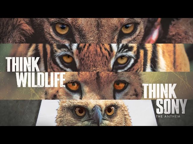 Think Wildlife, Think Sony