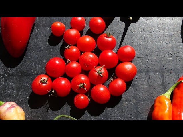 ⟹ Tiny Tim Tomato | Solanum lycopersicum | Tomato Review (indoors)