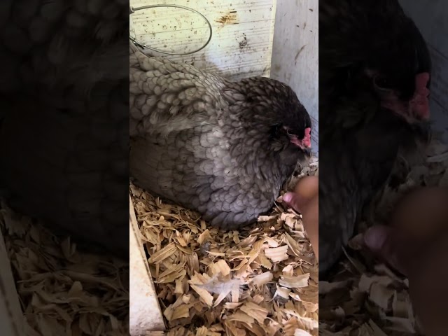 Signs your hen is broody: a quick guide #chickens