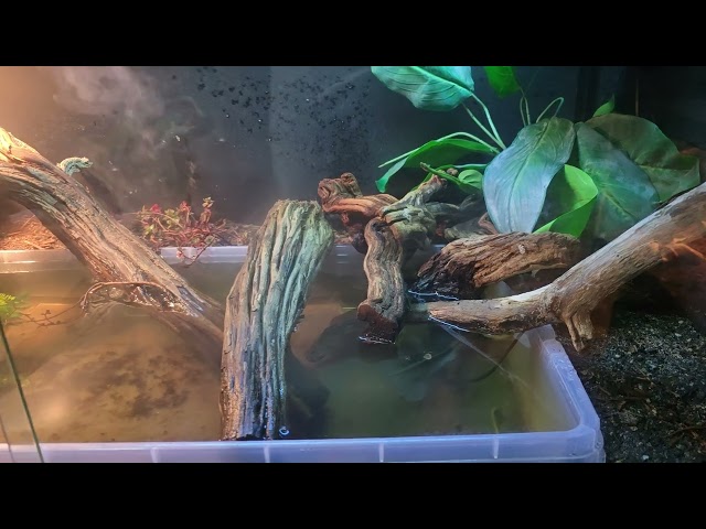 Little update on the reptiles in the room. 