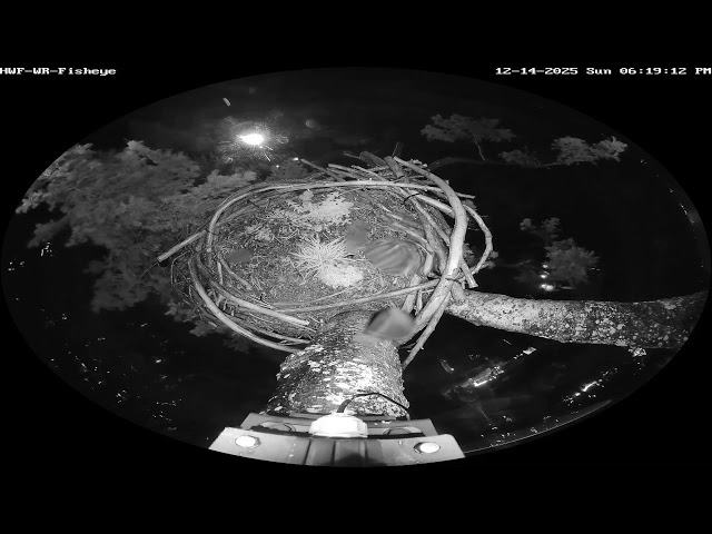 HWF-WR-Wide Live Stream