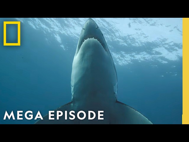 Mysterious Footage of Shark Behavior | Sharkfest MEGA Episode | National Geographic